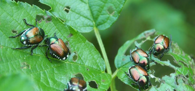 Popillia japonica - Aggiornamenti
