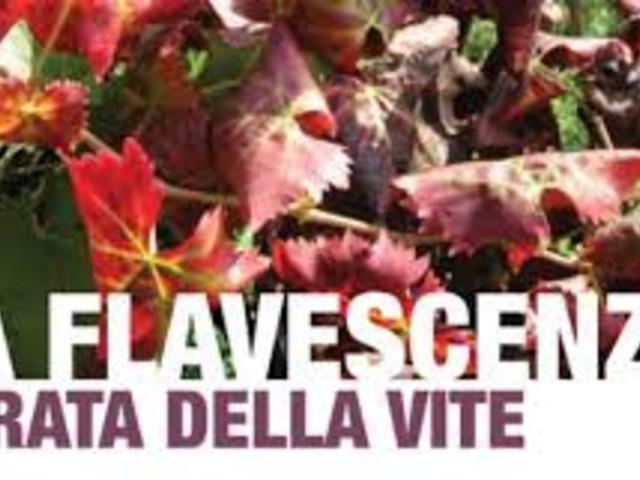 Flavescenza dorata della vite